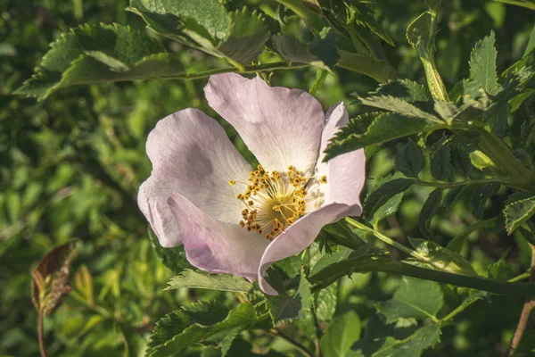 Una Flor Rosa Una Planta Jardín —  Fotos de Stock