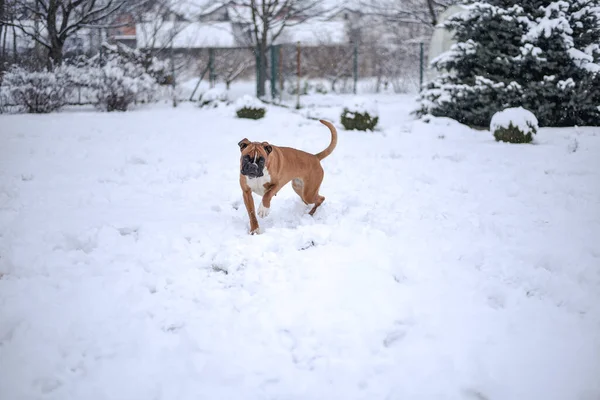 Een Bruine Bulldog Wandelen Een Park Bedekt Met Sneeuw Een — Stockfoto