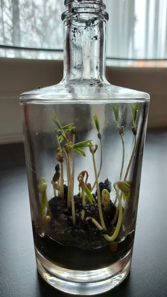 Растение Растущее Бутылке Террариума Метеостанции — стоковое фото