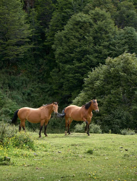 野の真ん中に2頭の美しい茶色の野生の馬が自由に眺めている — ストック写真