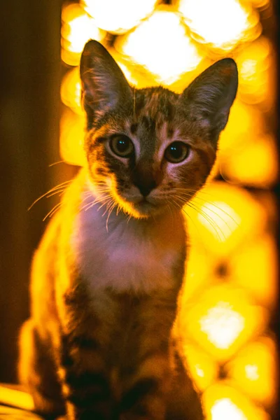 Detailní Vertikální Portrét Krásné Sladké Tabby Kočka Sedí Jasnými Zářícími — Stock fotografie