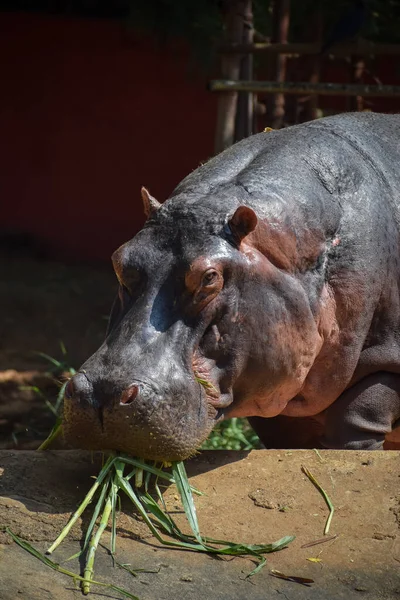 Retrato Hipopótamo Comendo Grama — Fotografia de Stock