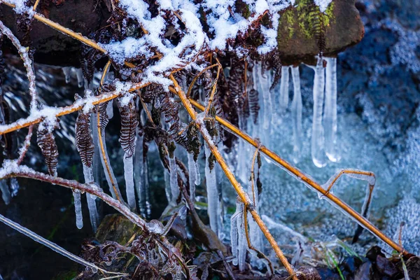 Closeup Shot Icicles Hanging Tree — Stock Photo, Image