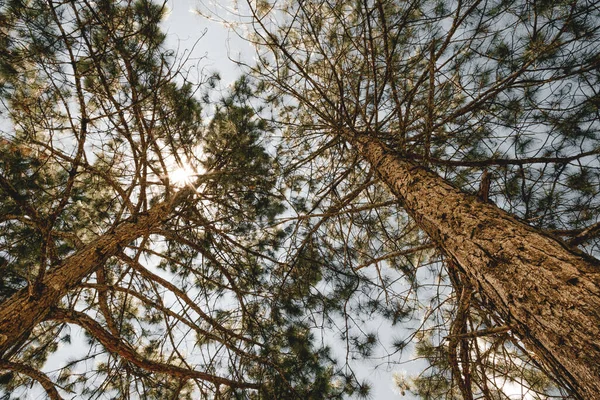Tiro Ángulo Bajo Árboles Bosque —  Fotos de Stock