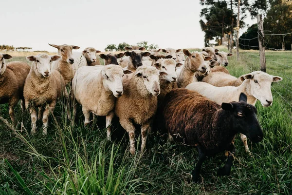 Heard Sheep Grazing Field — Stock Photo, Image