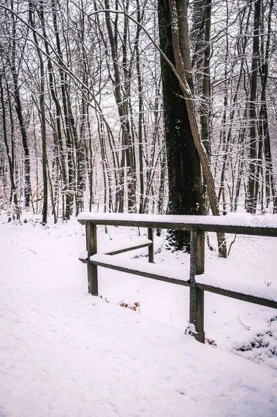 Vertical Shot Beautiful Snow Covered Trees Forest — Stock Photo, Image