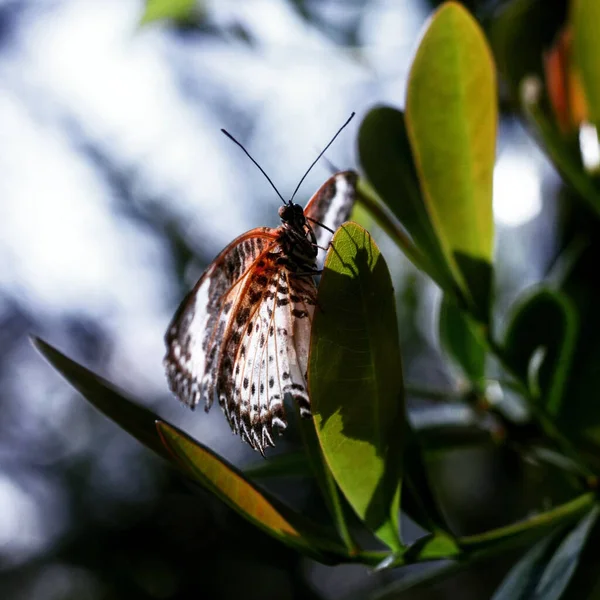 Ein Leopard Schmetterling Thront Auf Einem Grünen Blatt — Stockfoto