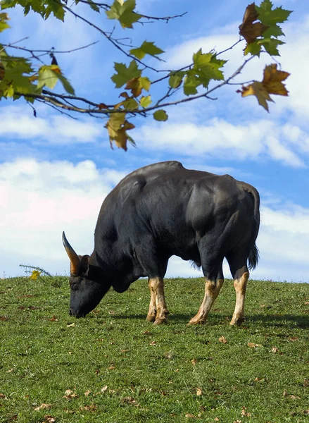 食肉动物 Bos Gaurus 也被称为苏打兰人或印第安人野牛 — 图库照片