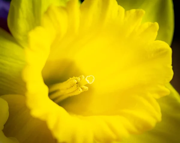 Primer Plano Narciso Amarillo Brillante —  Fotos de Stock