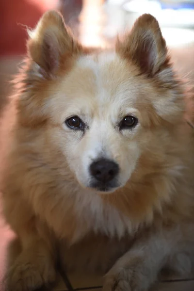 Retrato Cão Peludo Adorável Com Olhar Atencioso Bonito — Fotografia de Stock