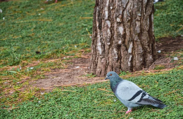 Eine Nahaufnahme Einer Taube Auf Dem Rasen Des Parks — Stockfoto