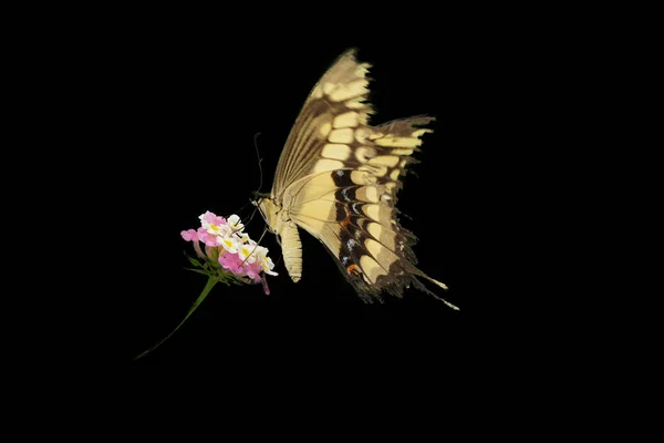 Una Mariposa Común Swallowtail Papilio Aislada Sobre Fondo Negro —  Fotos de Stock