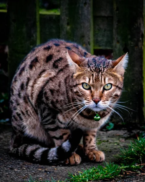 Eine Vertikale Aufnahme Einer Schönen Gefleckten Katze Mit Leuchtend Grünen — Stockfoto