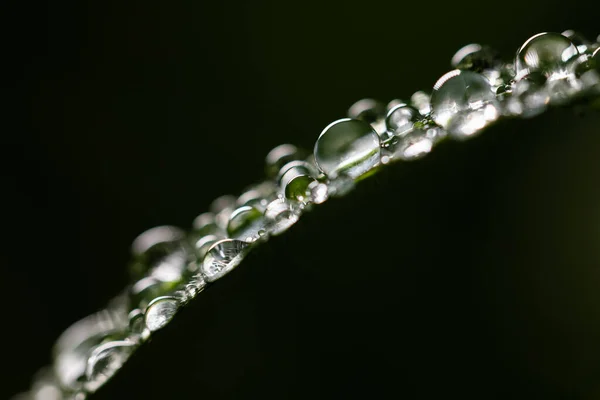 Macro Colpo Goccioline Acqua Sulla Foglia Una Pianta Verde Perfetto — Foto Stock