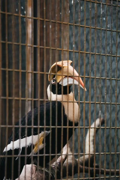 Крупним Планом Вертикальний Портрет Великої Рогатої Птиці Клітками Зоопарку — стокове фото