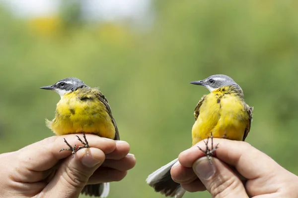 Acientista Drží Dva Západně Žluté Wagtail Motacilla Flava Během Ptačí — Stock fotografie