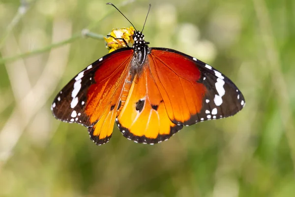 Une Mise Point Sélective Beau Papillon Danaus Chrysippus — Photo