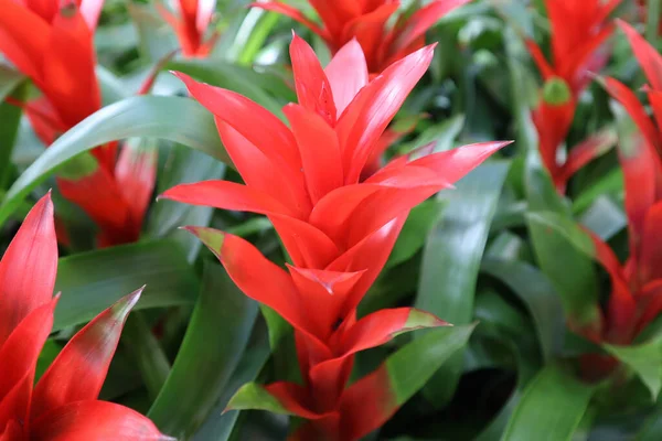 Close Flores Vermelhas Gusmania — Fotografia de Stock
