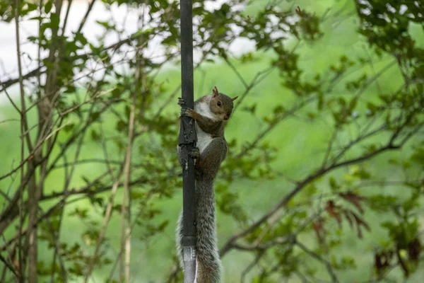 Closeup Shot Squirrel Long Tail Hanging Trunk Tree Forest — Stock Photo, Image