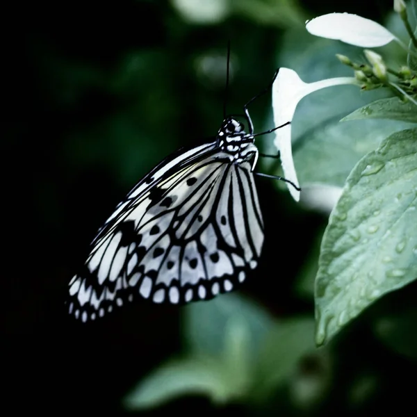 पसरल — स्टॉक फोटो, इमेज