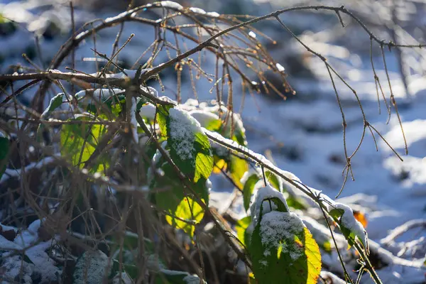 Primer Plano Nieve Las Ramas Los Árboles — Foto de Stock