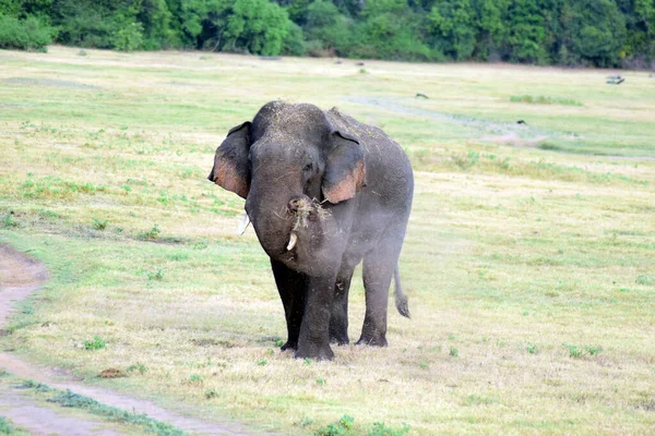 Cute Ceylon Elephant Walking Eating Grass Park — Stock Photo, Image