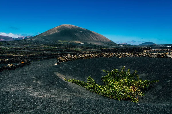 Una Hermosa Vista Viñedo Con Suelo Volcánico Lanzarote Islas Canarias — Foto de Stock