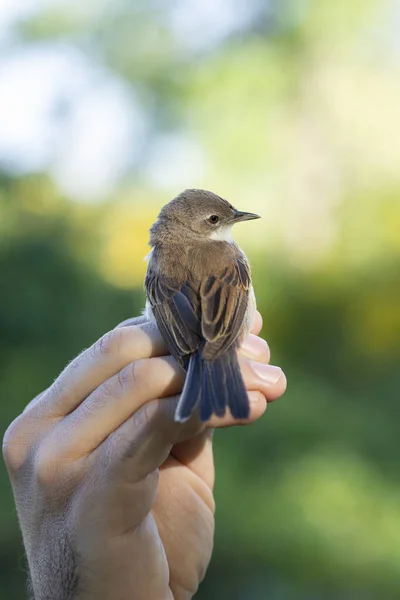 Vědec Držící Běžné Bělošské Hrdlo Sylvia Communis Během Kroužení Ptáků — Stock fotografie