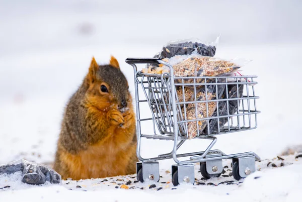 雪の上にナッツと小さなショッピングカートの近くに愛らしいリスのクローズアップ — ストック写真