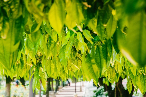 Tiro Close Folhas Verdes Árvores Jardins Alcazar Castelo Dos Reis — Fotografia de Stock