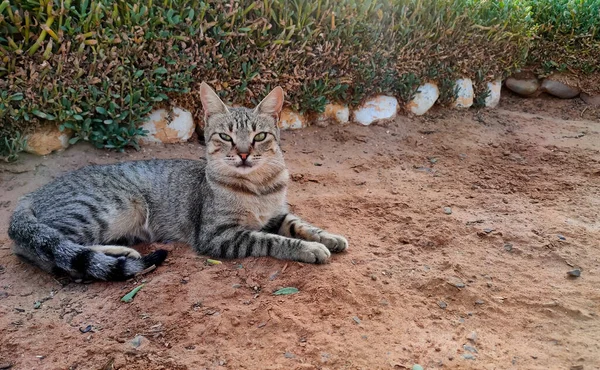 Tiro Close Gato Cinza Bonito Deitado Chão — Fotografia de Stock