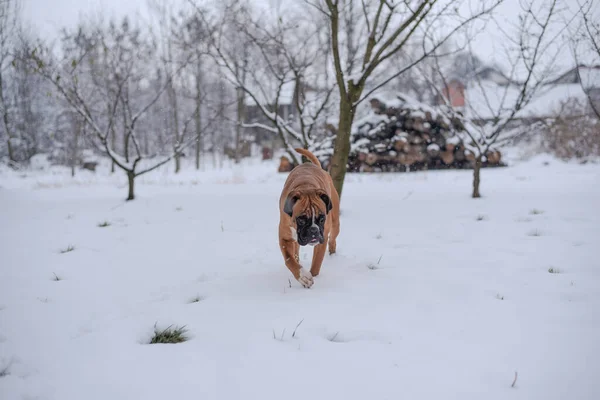 寒い雪の冬の日に雪に覆われた公園を歩く茶色のブルドッグ — ストック写真