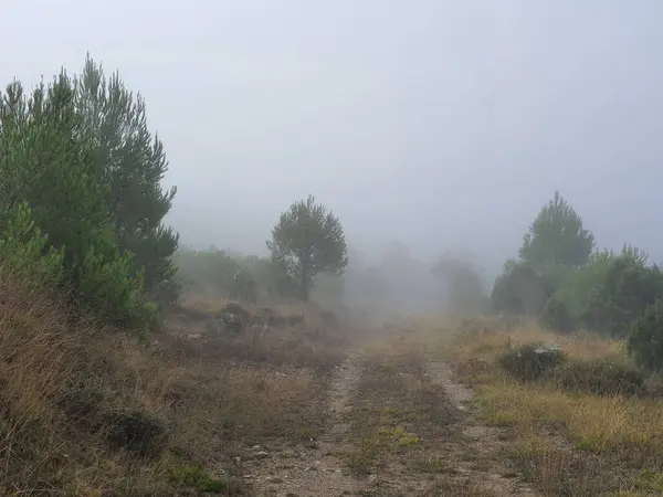 森林里一个美丽的雾天 — 图库照片
