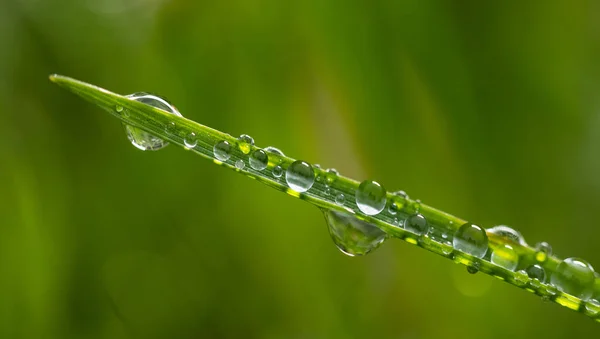 Makro Ujęcie Kropel Wody Liściu Zielonej Rośliny Idealny Tapetę — Zdjęcie stockowe