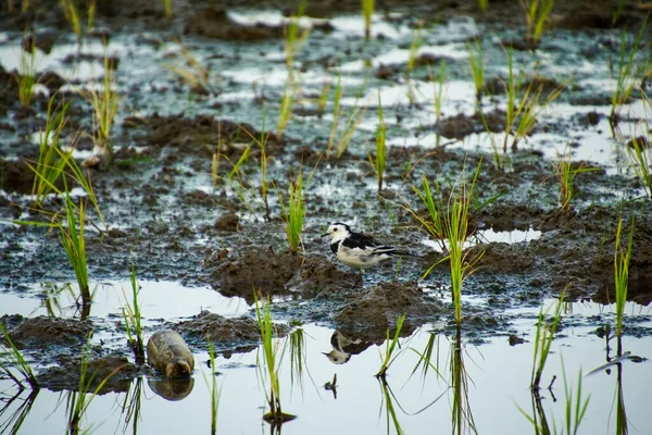 Une Belle Vue Petit Oiseau Debout Sur Boue Surface Lac — Photo