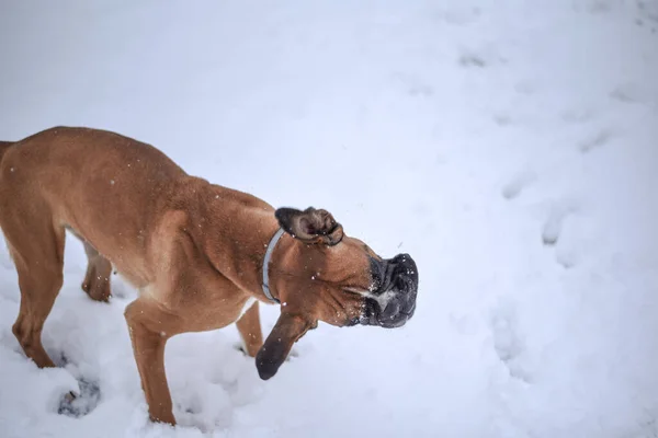Bulldog Marrón Paseando Patio Trasero Cubierto Nieve Una Casa Cubierta —  Fotos de Stock