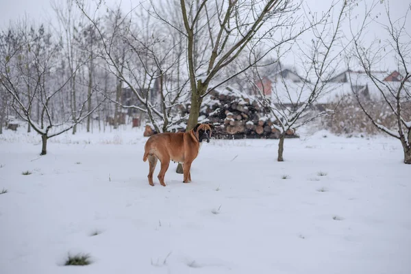 Eine Braune Bulldogge Spaziert Einem Kalten Verschneiten Wintertag Durch Den — Stockfoto