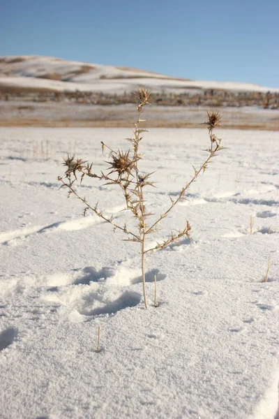 Una Vista Cerca Flores Secas Espinas Espinosas Campo Nieve Sobre —  Fotos de Stock