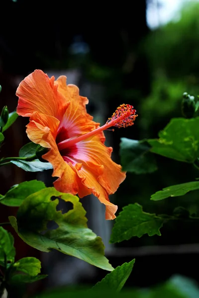 Trädgård Odlad Orange Hibiscus Blomma Omgiven Gröna Blad — Stockfoto