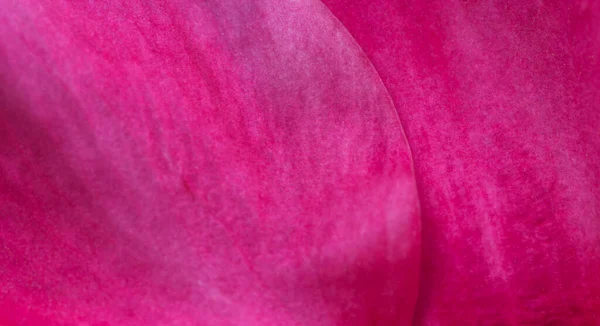 Крупним Планом Знімок Рожевої Квіткової Пелюстки Текстури — стокове фото