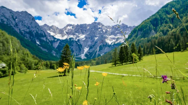 Wiosenne Kwiaty Zielonym Polu Niesamowitej Górskiej Dolinie Natura Plener Widok — Zdjęcie stockowe
