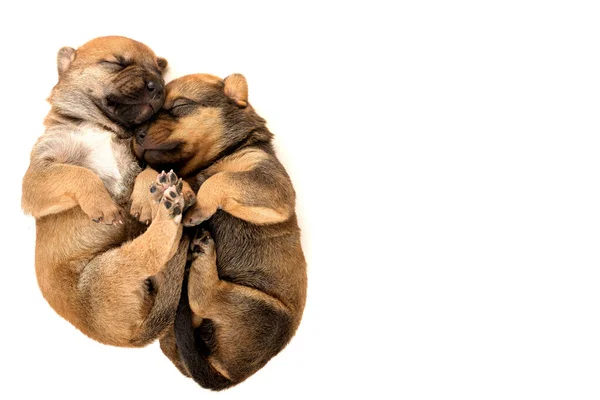 Eine Vertikale Aufnahme Neugeborener Welpen Auf Einem Isolierten Weißen Hintergrund — Stockfoto