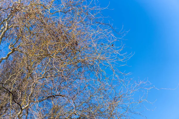 Низькокутний Знімок Гілок Дерева Тлі Чистого Блакитного Неба — стокове фото