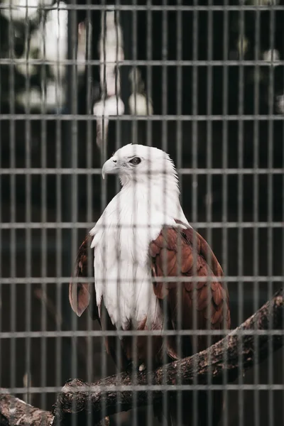 A closeup vertical shot of a brahminy kite bird of prey behind cage bars in a zoo