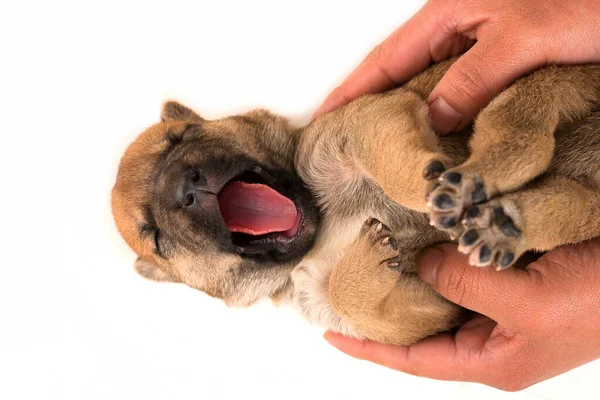 Tiro Aéreo Mãos Segurando Filhote Cachorro Recém Nascido Fundo Branco — Fotografia de Stock