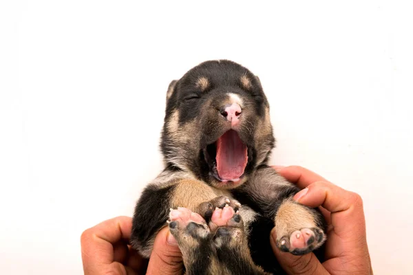 Een Close Shot Van Een Pasgeboren Pup Een Geïsoleerde Witte — Stockfoto