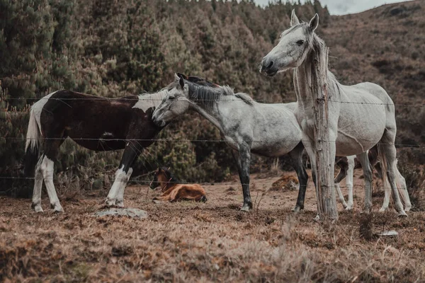 Primer Plano Caballos Granja Cerca Las Colinas Boscosas —  Fotos de Stock