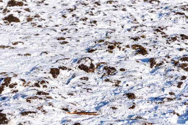 Zbliżenie Ujęcia Pokrytej Śniegiem Ziemi Rano — Zdjęcie stockowe