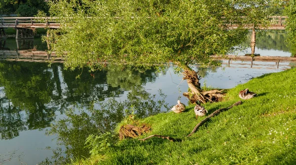 Группа Уток Берегу Озера Зеленом Парке — стоковое фото