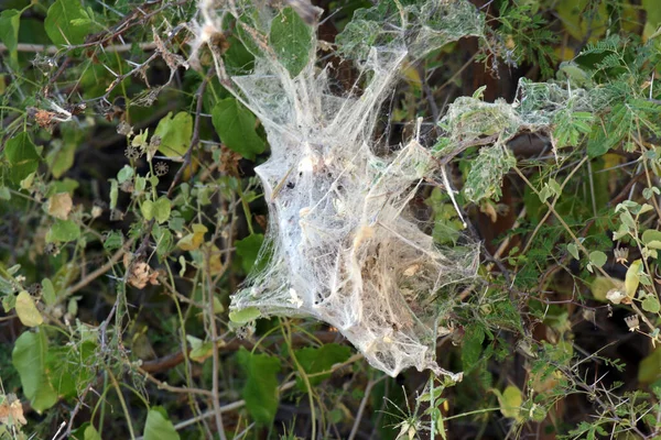 Spider Web One Our Game Drives Midday — Stock Photo, Image